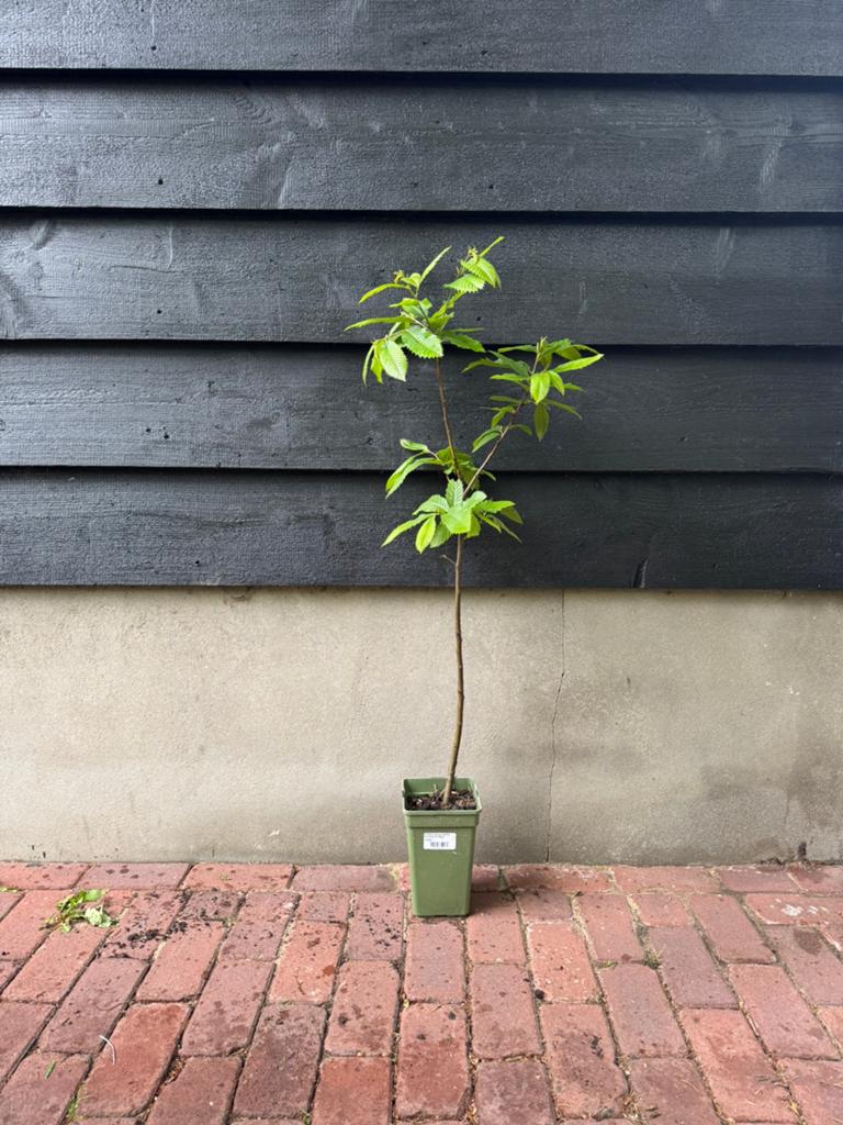 Castanea sativa (Tamme Kastanje) 80cm, Overige soorten, Minder dan 100 cm, Ophalen, Volle zon
