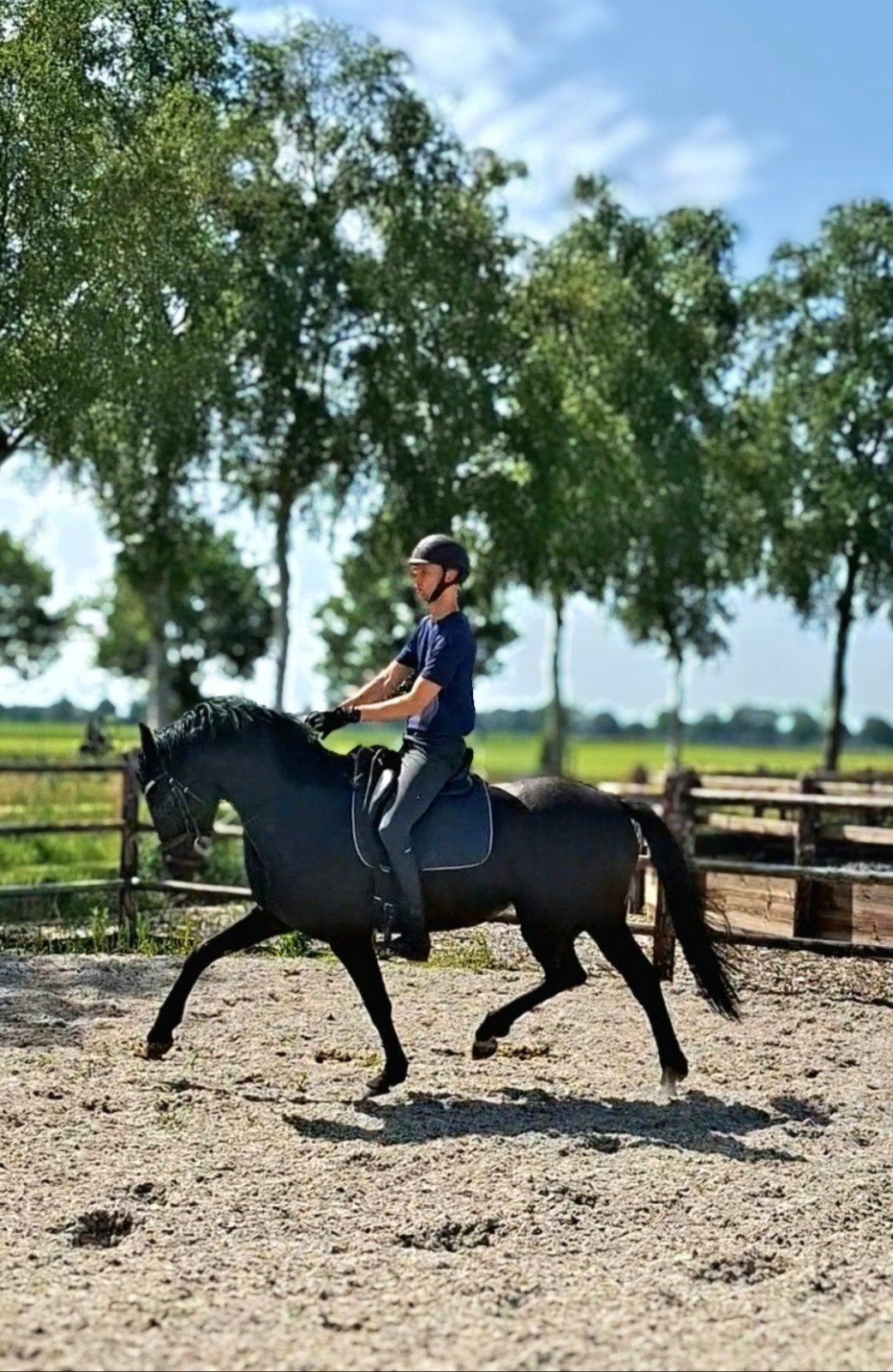 Te koop , merrie 5 jaar. Zwart , 2 witte sokjes, Dieren en Toebehoren, Paarden, Merrie, Dressuurpaard, 3 tot 6 jaar