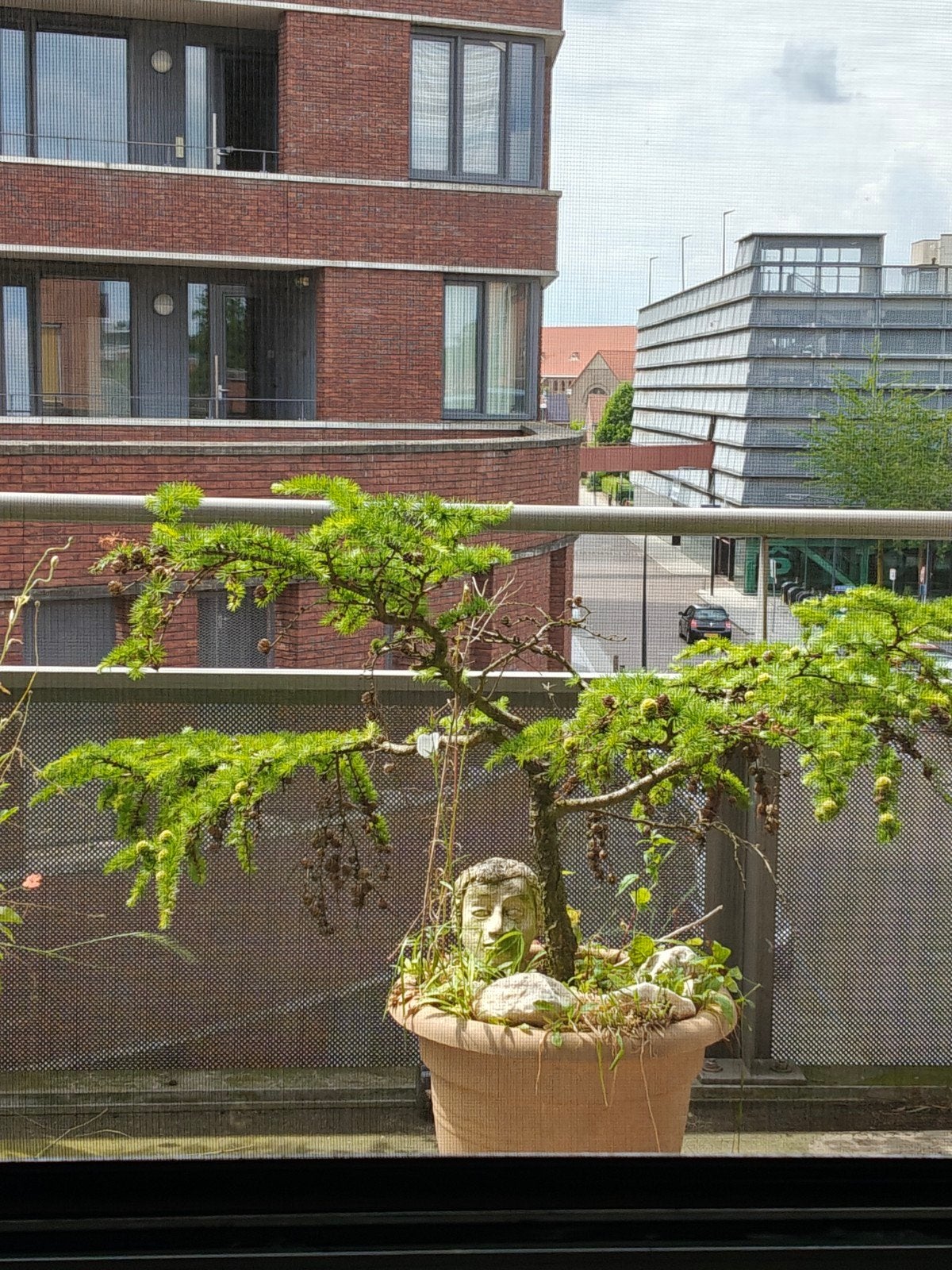 Prachtige 40 jaar oude Larix Bonsai - Uniek exemplaar, Volle zon, Vaste plant, Bloeit niet, Ophalen