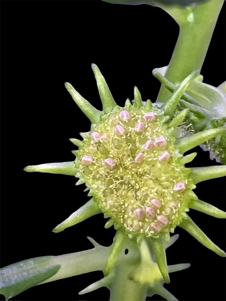 Zaden Dorstenia Hildebrandtii, Huis en Inrichting, Kamerplanten, Bloeiende kamerplant, Ophalen of Verzenden, Halfschaduw, Minder dan 100 cm
