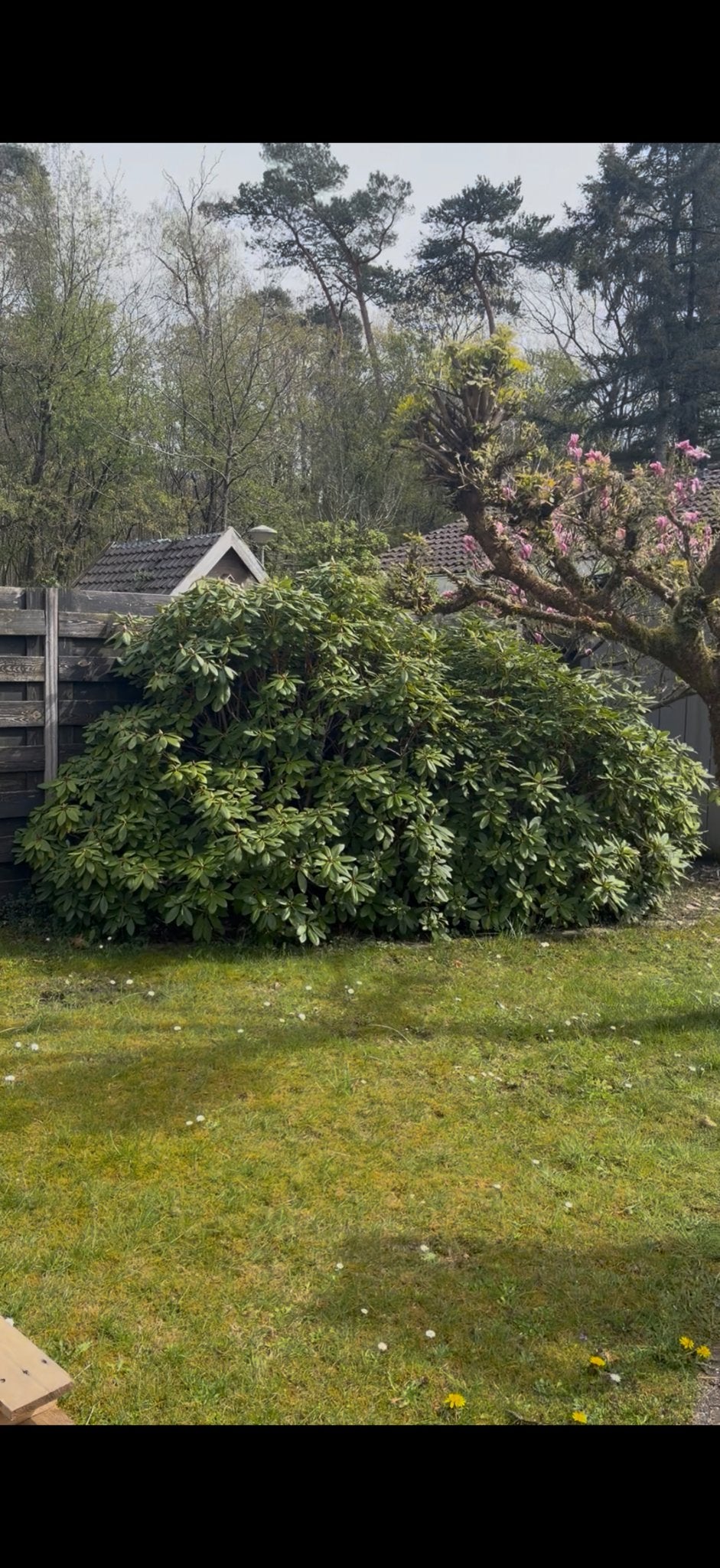 Grote Rhododendron struik met prachtige paarse bloemen, Vaste plant, Halfschaduw, Lente, Ophalen