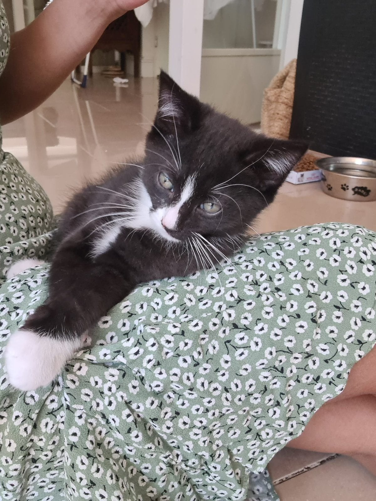 Half Ragdoll kittens zoeken een fijn huis, Meerdere dieren, Kortharig, 0 tot 2 jaar