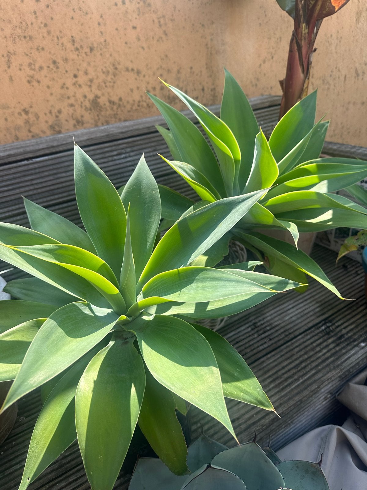 Agave attentuata -,  mooie  onderhoudsvriendelijke plant, Tuin en Terras, Planten | Tuinplanten, Overige soorten, Volle zon, Vaste plant