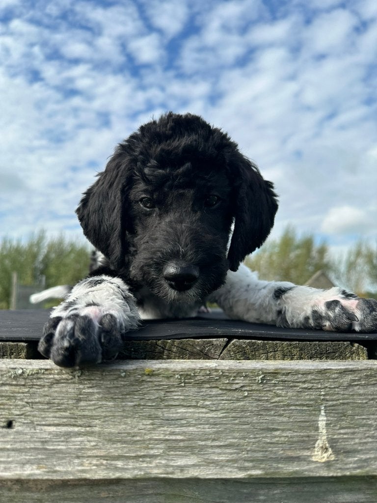 GOLDENDOODLE PUP TEEF YVI, Dieren en Toebehoren, Nederland, Overige rassen, 8 tot 15 weken, Teef