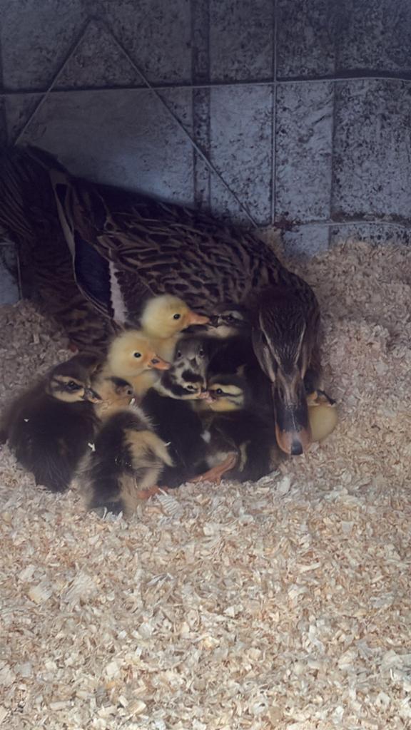 Loopeenden kuikens, Meerdere dieren, Eend