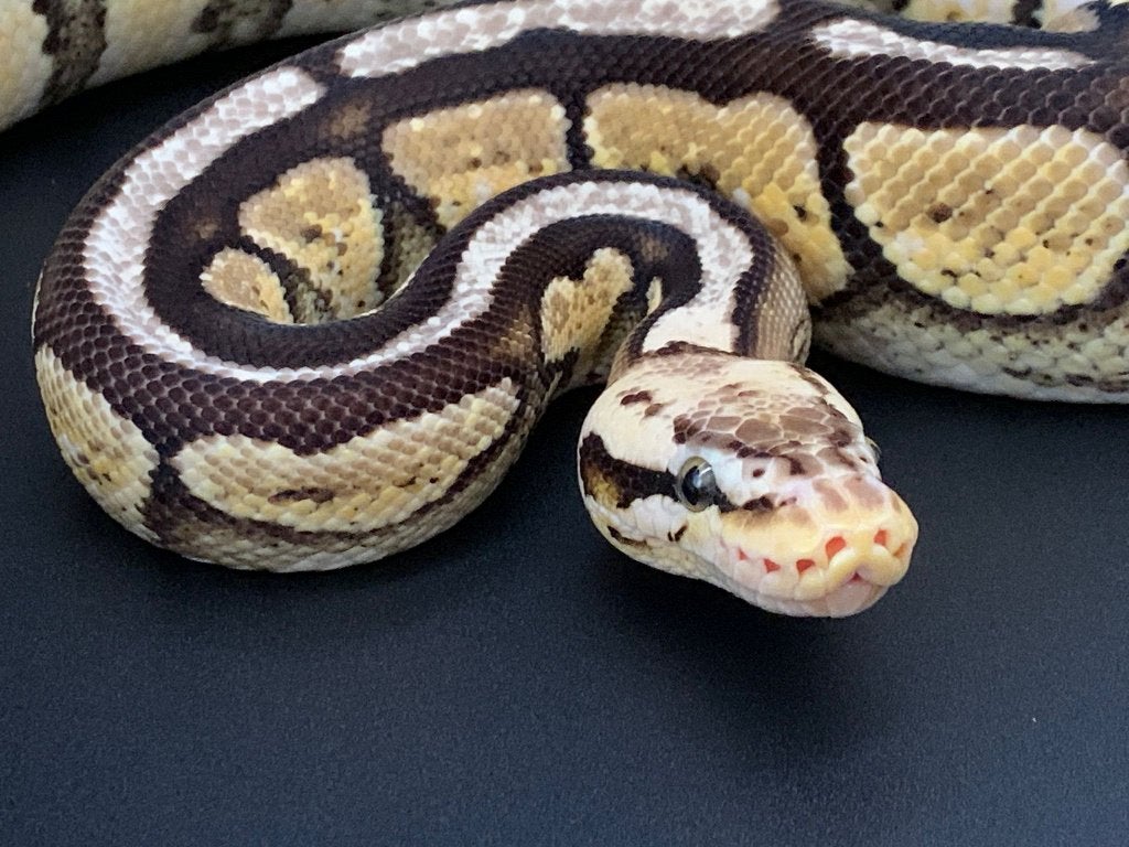 0.1 spotnose pastel python regius volwassen Ball Python photo 2