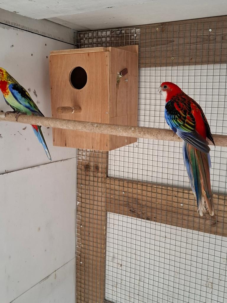Rosella parkieten, Dieren en Toebehoren, Meerdere dieren, Parkiet