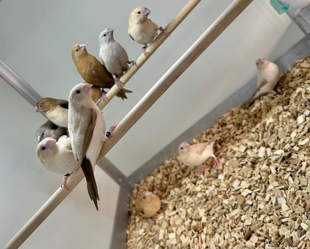 Zilverbekjes verschillende kleuren, Dieren en Toebehoren, Meerdere dieren