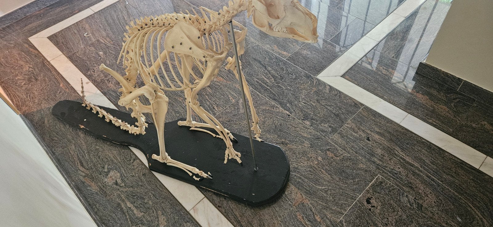 rode reuzen kangoeroe skelet, Ophalen