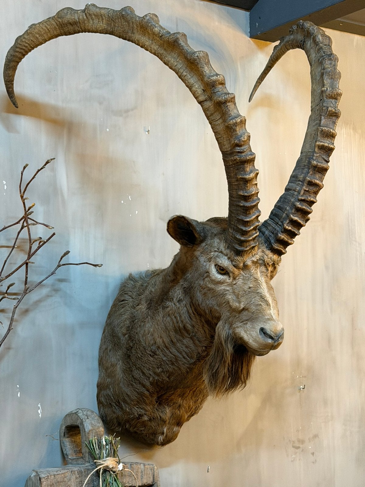 Opgezette Steenbok. Bok hoorns opgezet taxidermie mancave, Ophalen, Zo goed als nieuw, Wild dier, Opgezet dier