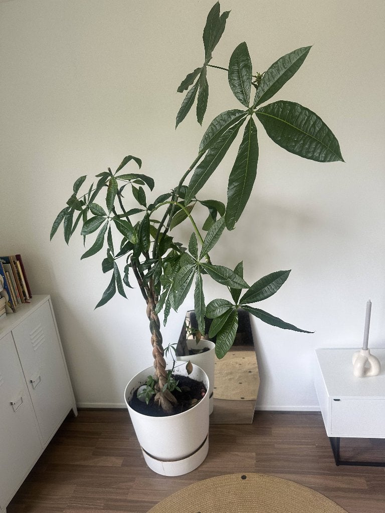 Impressive large money tree (Pachira aquatica), Ophalen, Halfschaduw, 150 tot 200 cm, Groene kamerplant