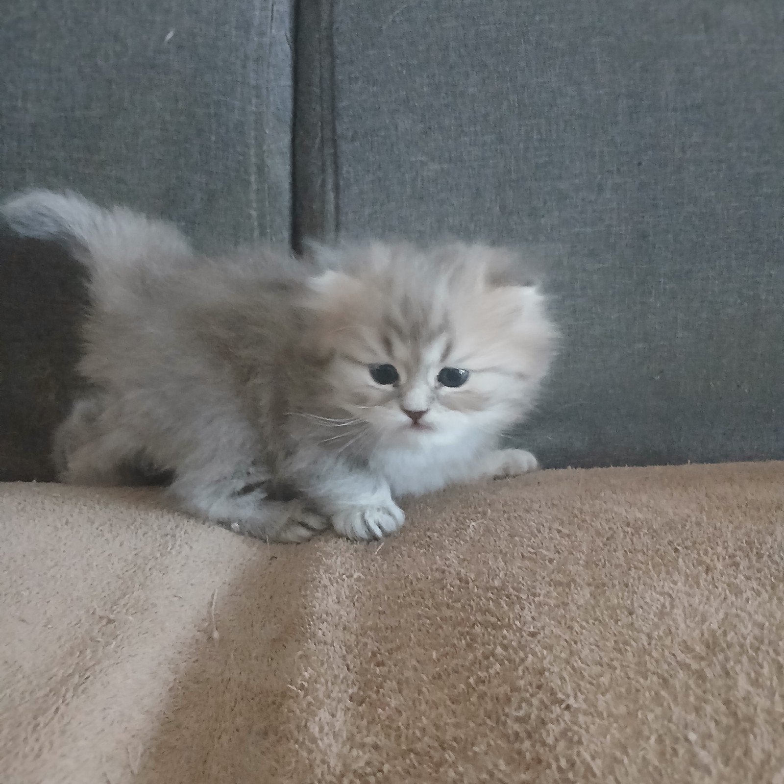 Te koop 2 britse langharige kittens, Meerdere dieren, 0 tot 2 jaar