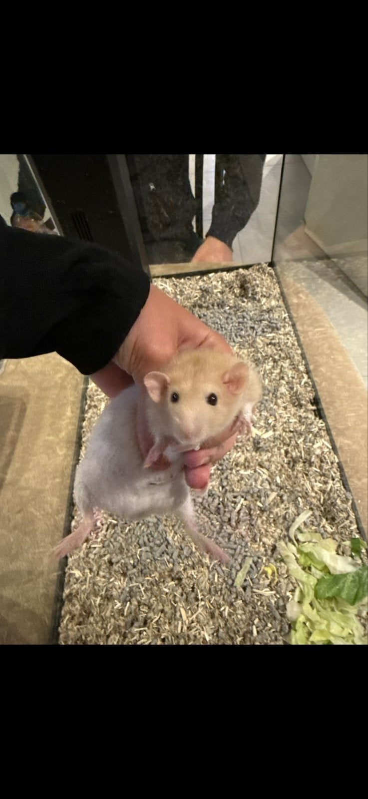 Dwerg ratten (totaal 27 stuks), Dieren en Toebehoren, Knaagdieren, Rat, April, Geslacht onbekend, Tam