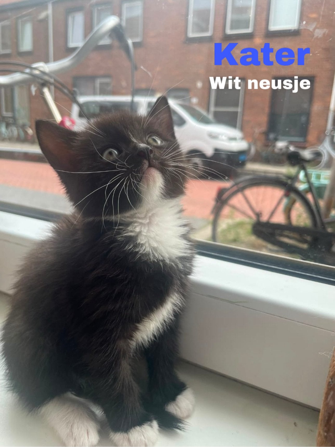 2 Brits Kortharen kittens te koop, Dieren en Toebehoren, Katten en Kittens | Raskatten | Korthaar, Meerdere dieren, Ontwormd, 0 tot 2 jaar