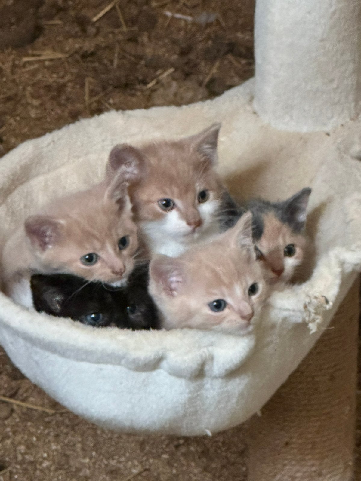Suoer mooie jonge poesjes/katjes, Meerdere dieren, 0 tot 2 jaar