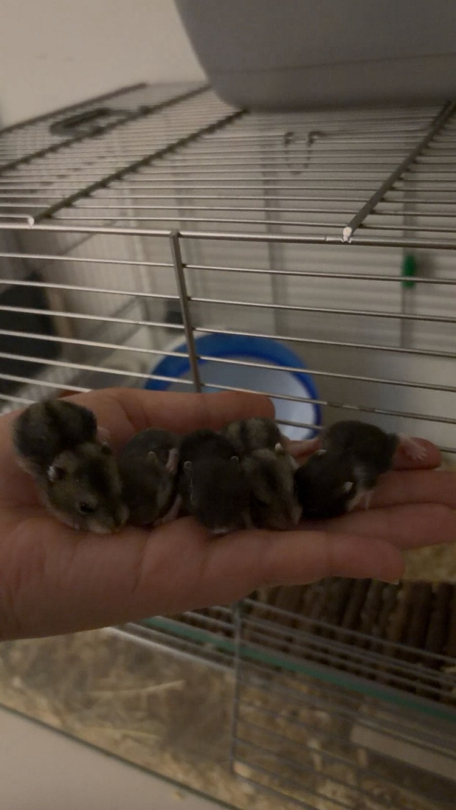 Baby dwerghamsters, Dieren en Toebehoren, Hamster, Augustus, Geslacht onbekend, Tam