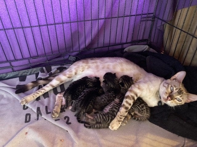 kittens half snow bengaal, Dieren en Toebehoren, Katten en Kittens | Raskatten | Korthaar, Meerdere dieren, 0 tot 2 jaar