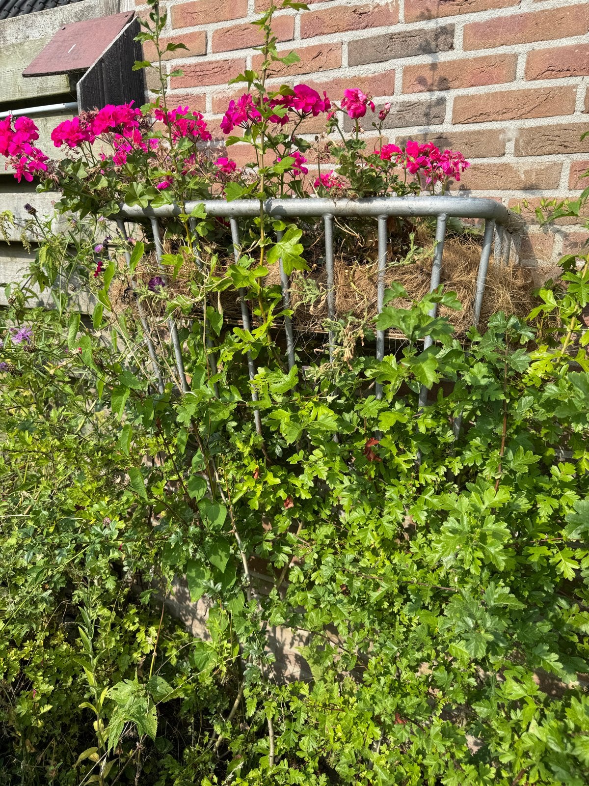 Voederruif of te gebruiken als bloembak, Ophalen, Gebruikt, Balkon, Metaal