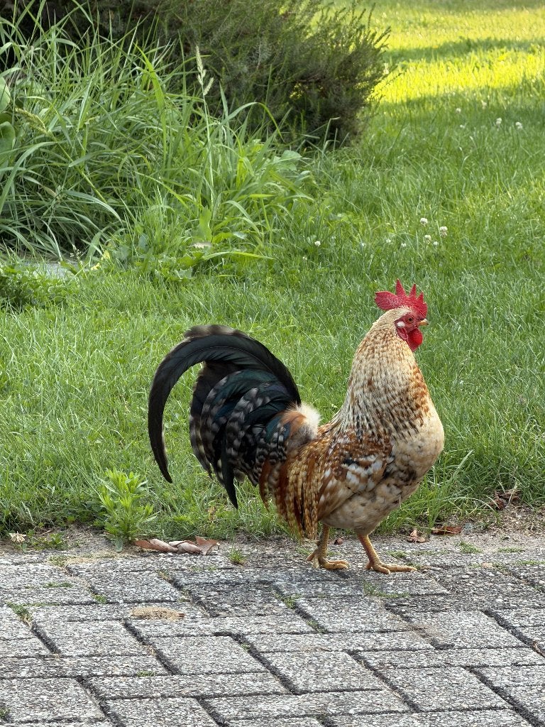 Gratis herplaatsing: Prachtige haan zoekt veilig erf, Dieren en Toebehoren, Mannelijk, Kip