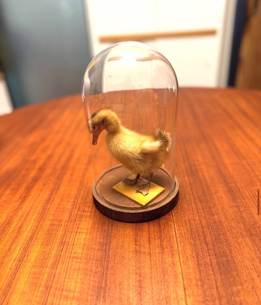 Taxidermie eend, kuiken, Verzamelen, Ophalen of Verzenden, Vogel, Opgezet dier
