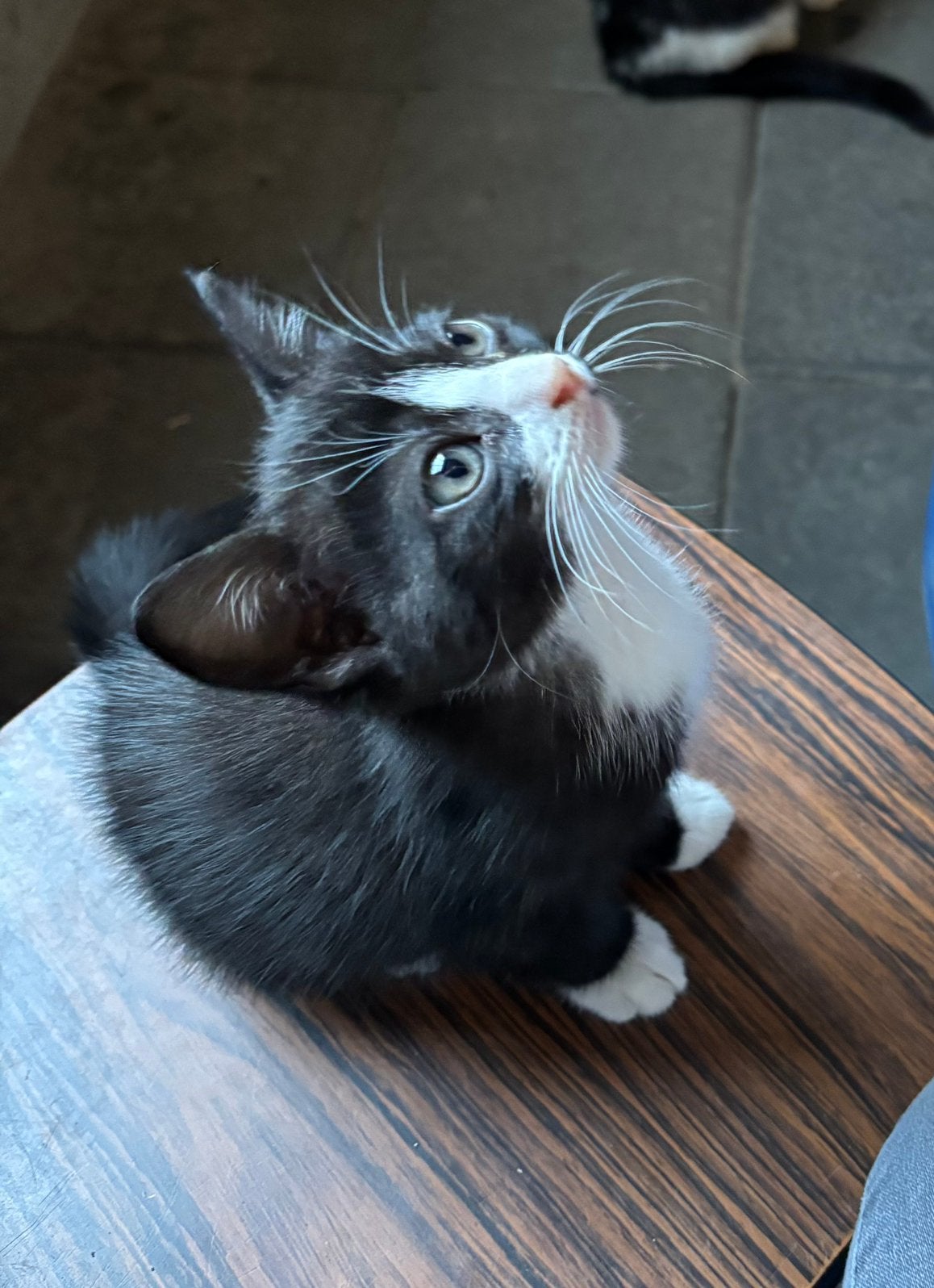 lieve Boerderij kitten te koop, Dieren en Toebehoren, Poes, Kortharig, 0 tot 2 jaar