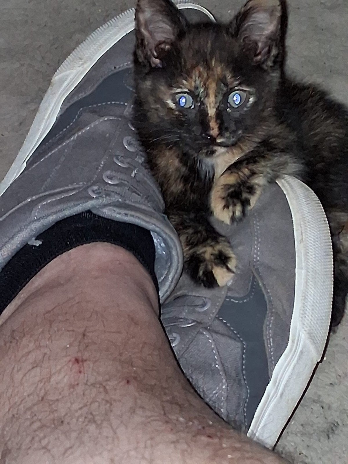 Kittens te koop alleen ophalen