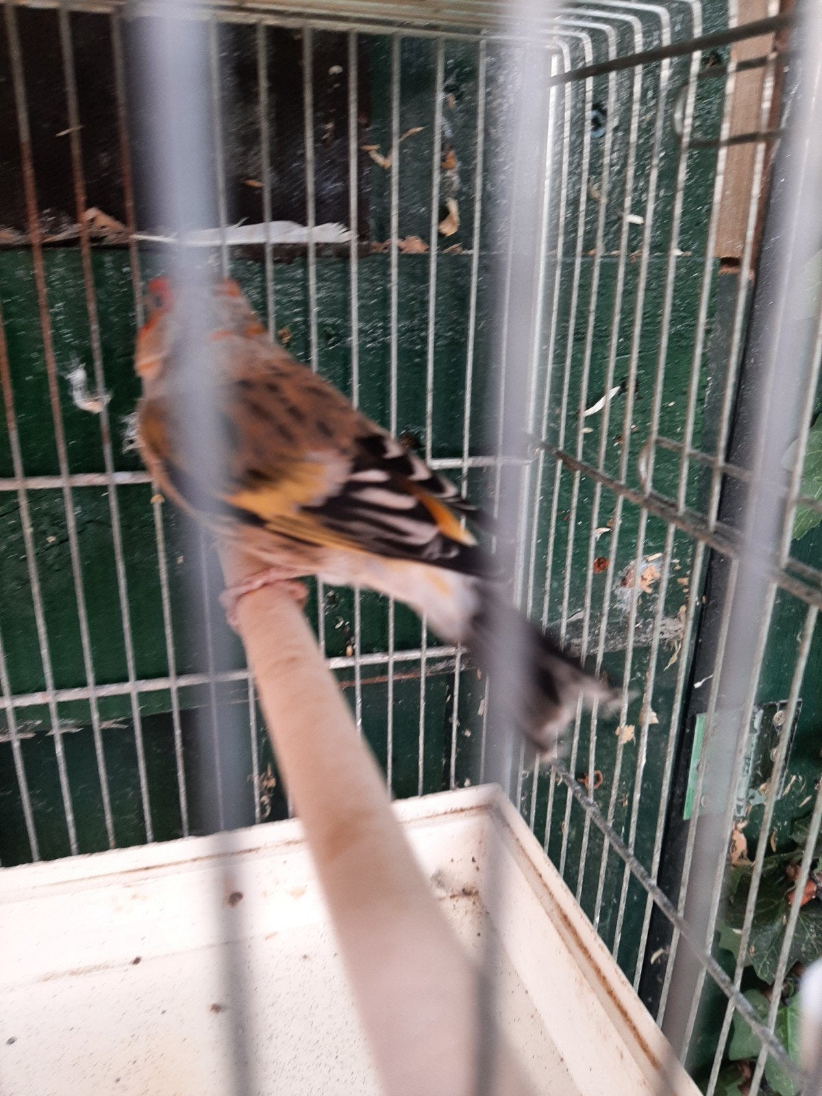 5x bastaarden majoor putters mannen zeer mooi prst 90 euro, Dieren en Toebehoren, Vogels | Kanaries, Mannelijk, Bastaard