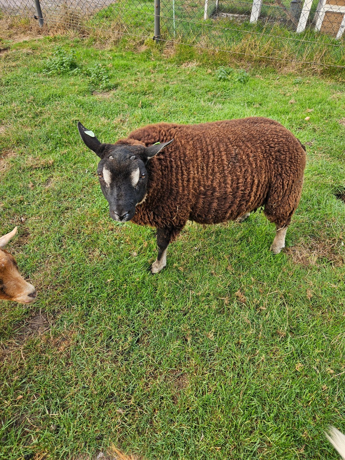 te koop mooie dassenkop ram, Dieren en Toebehoren, Mannelijk, Schaap