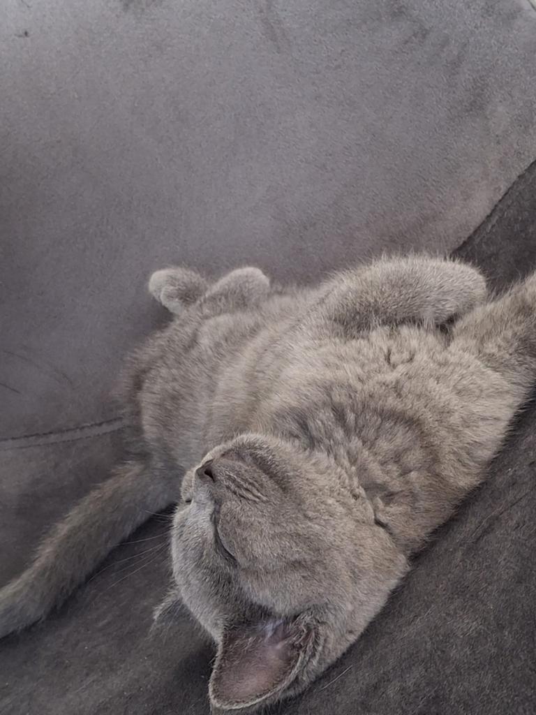 Laatste Zuiver Ras Britse Korthaar Katertje Mag Gelijk Mee!, Meerdere dieren, Ontwormd