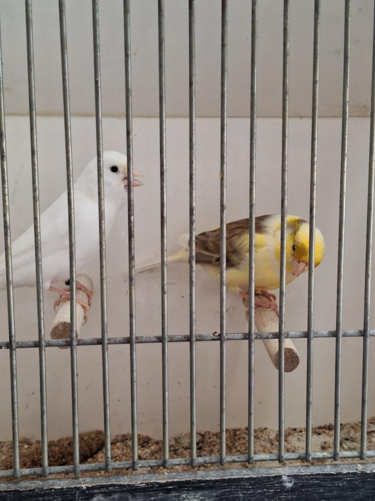 Kanaries geel bont x wit., Dieren en Toebehoren, Vogels | Kanaries, Meerdere dieren, Kleurkanarie