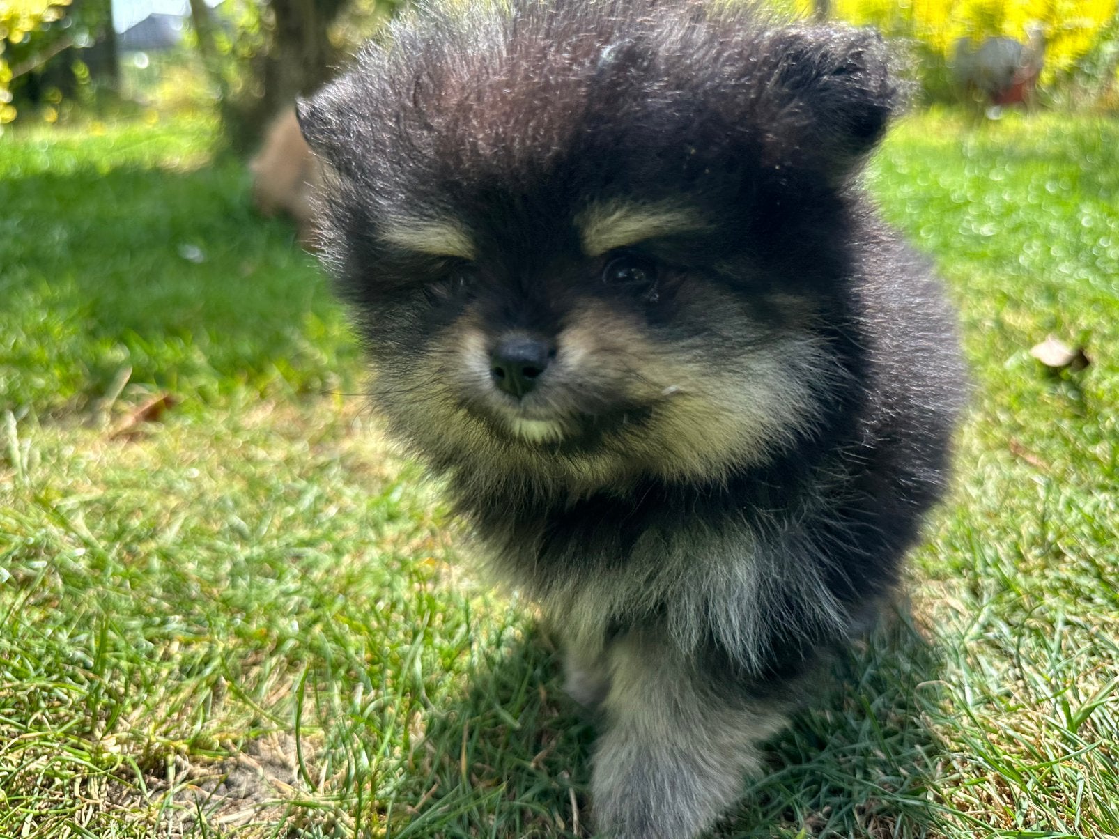 Pomeriaan pups, Dieren en Toebehoren, Honden | Poolhonden, Keeshonden en Oertypen, Overige rassen, 8 tot 15 weken, Meerdere, Meerdere dieren