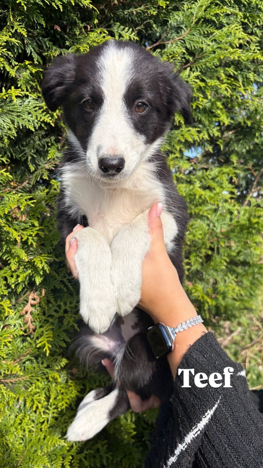 Nog enkele  Australian Shepherd pups !!, Overige rassen, CDV (hondenziekte), 8 tot 15 weken, Meerdere