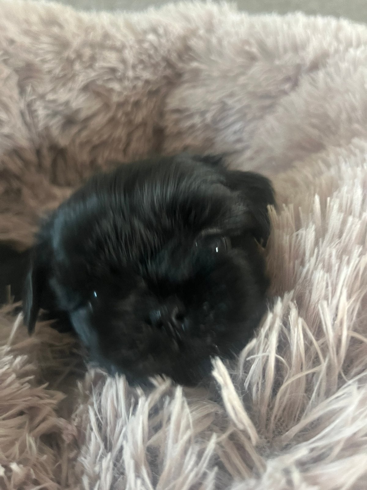 Prachtige raszuivere shih tzu pups, Overige rassen, Meerdere, Meerdere dieren, Nederland