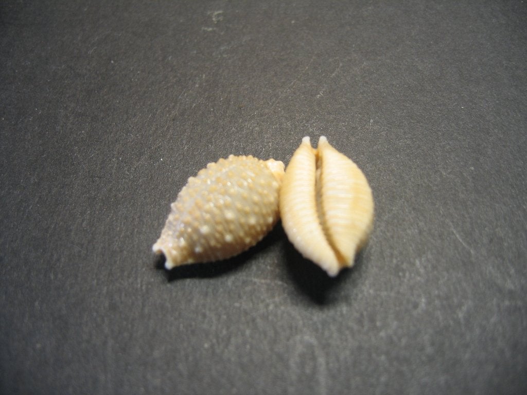 Schelpen: Nucleolaria nucleus  Linnaeus, 1758., Ophalen of Verzenden, Schelp(en)