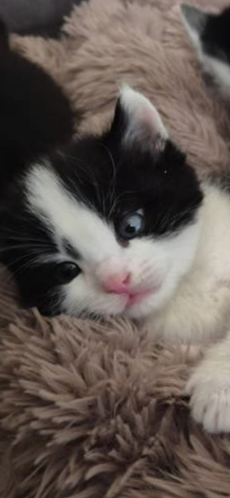 Te koop laatste kitten uit het nest van 9 weken oud, Kater, Ontwormd, 0 tot 2 jaar