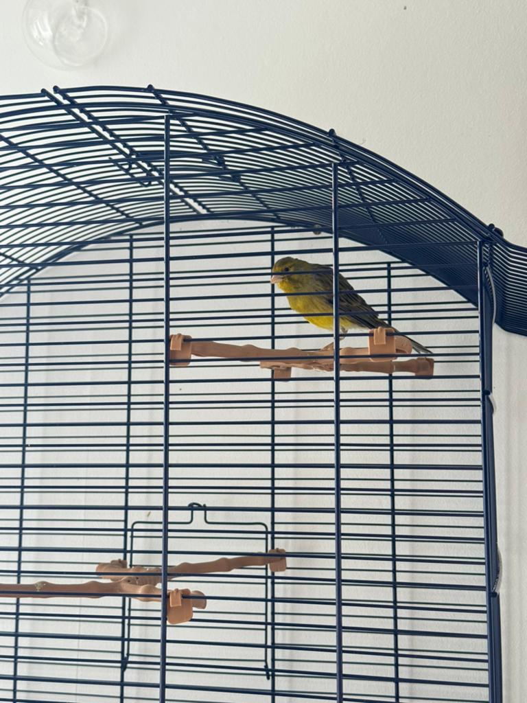 Een prachtige kanarie met een kooi., Ophalen, Hout, Vogelkooi