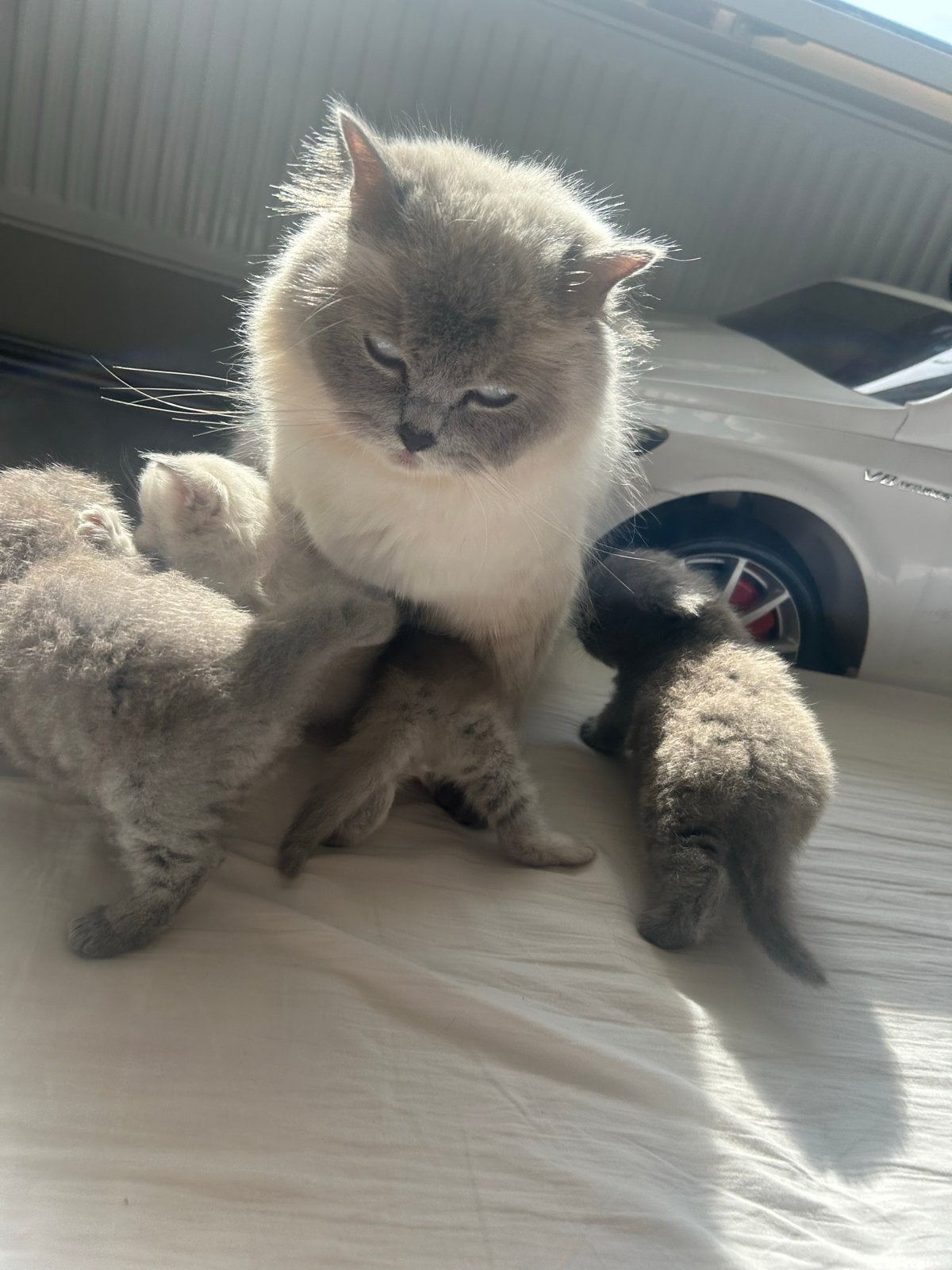 Britse langhaar X Ragdoll kittens, Dieren en Toebehoren, Katten en Kittens | Raskatten | Langhaar, Meerdere dieren, 0 tot 2 jaar