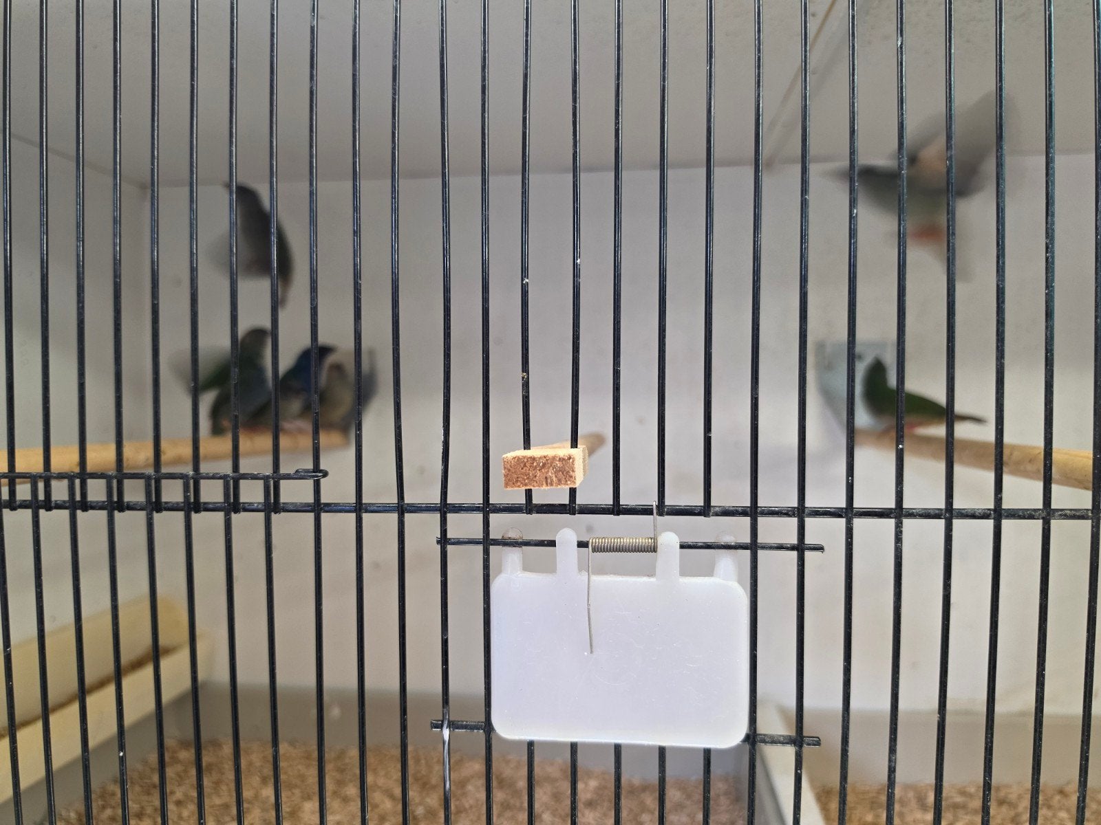 4-4 Forbes papagaaiamadine, Meerdere dieren, Kleurkanarie