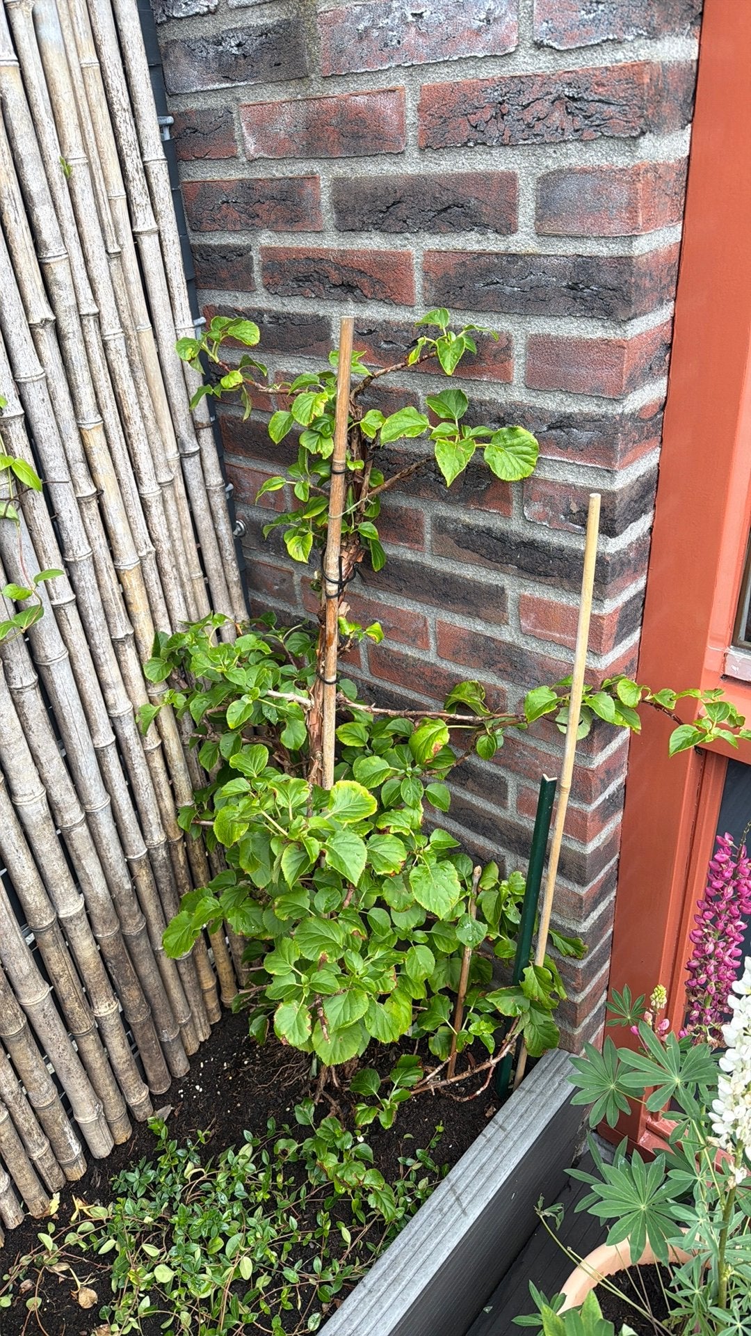 Klim hortensia struik tuin plant muur / hek / wit, Ophalen, Vaste plant, Halfschaduw, Klimplanten