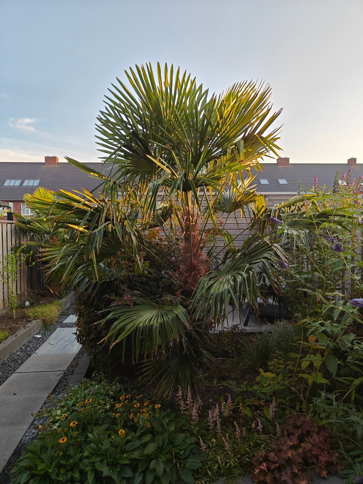 trachycarpus fortunei winterhard, Ophalen, Bloeit niet, Overige soorten, Halfschaduw