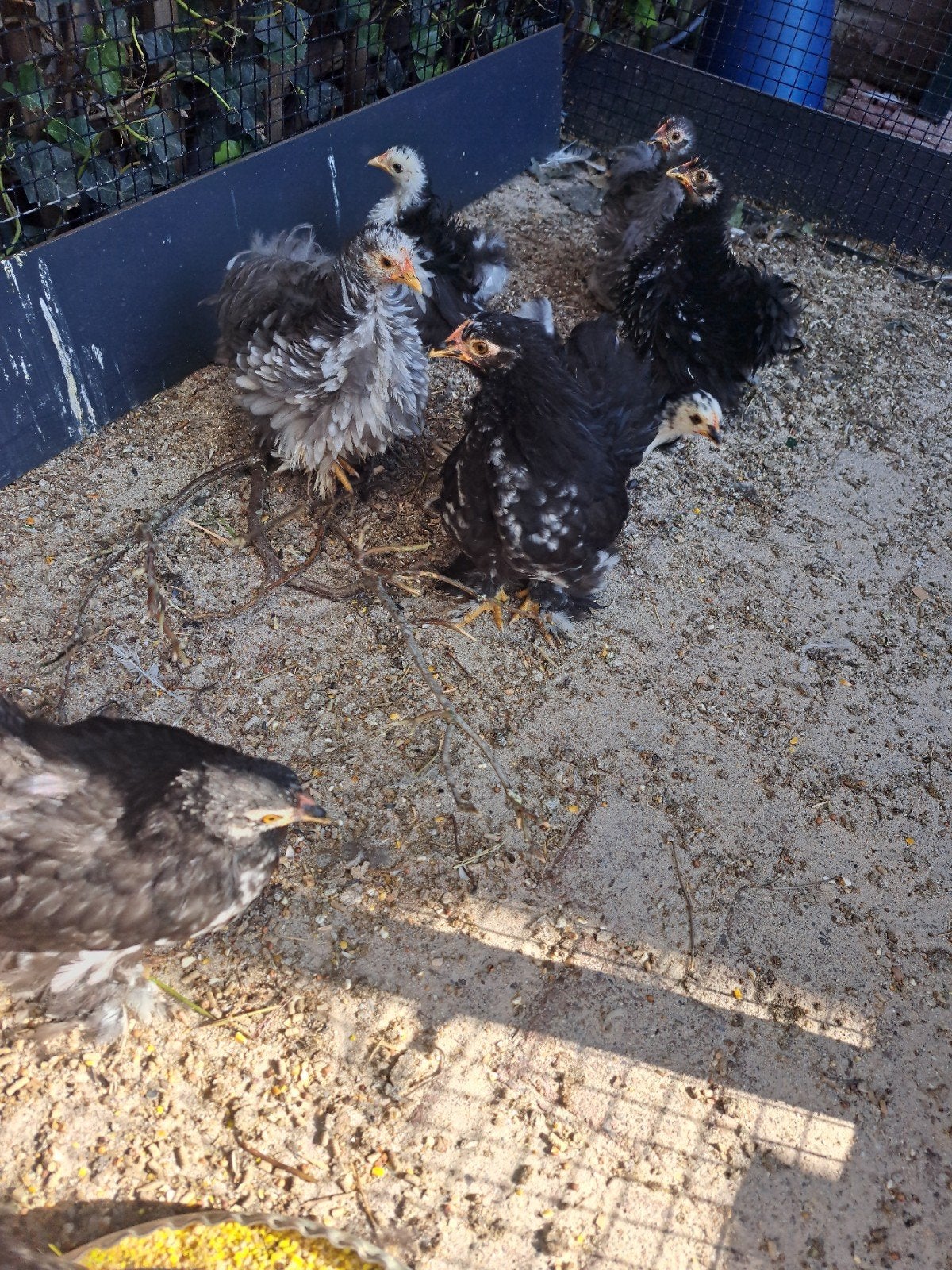 Cochin kriel hennen 2md oud, Dieren en Toebehoren, Pluimvee, Vrouwelijk, Kip