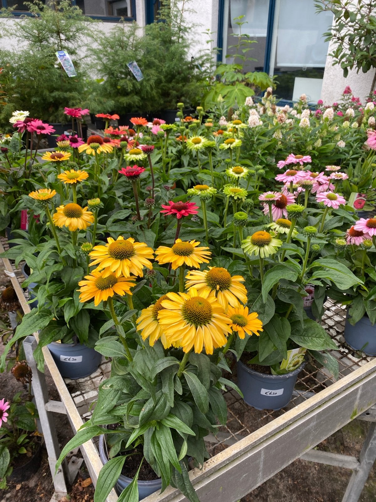 Echinacea - Rode Zonnehoed in diverse kleuren, Volle zon, Vaste plant, Zomer, Ophalen