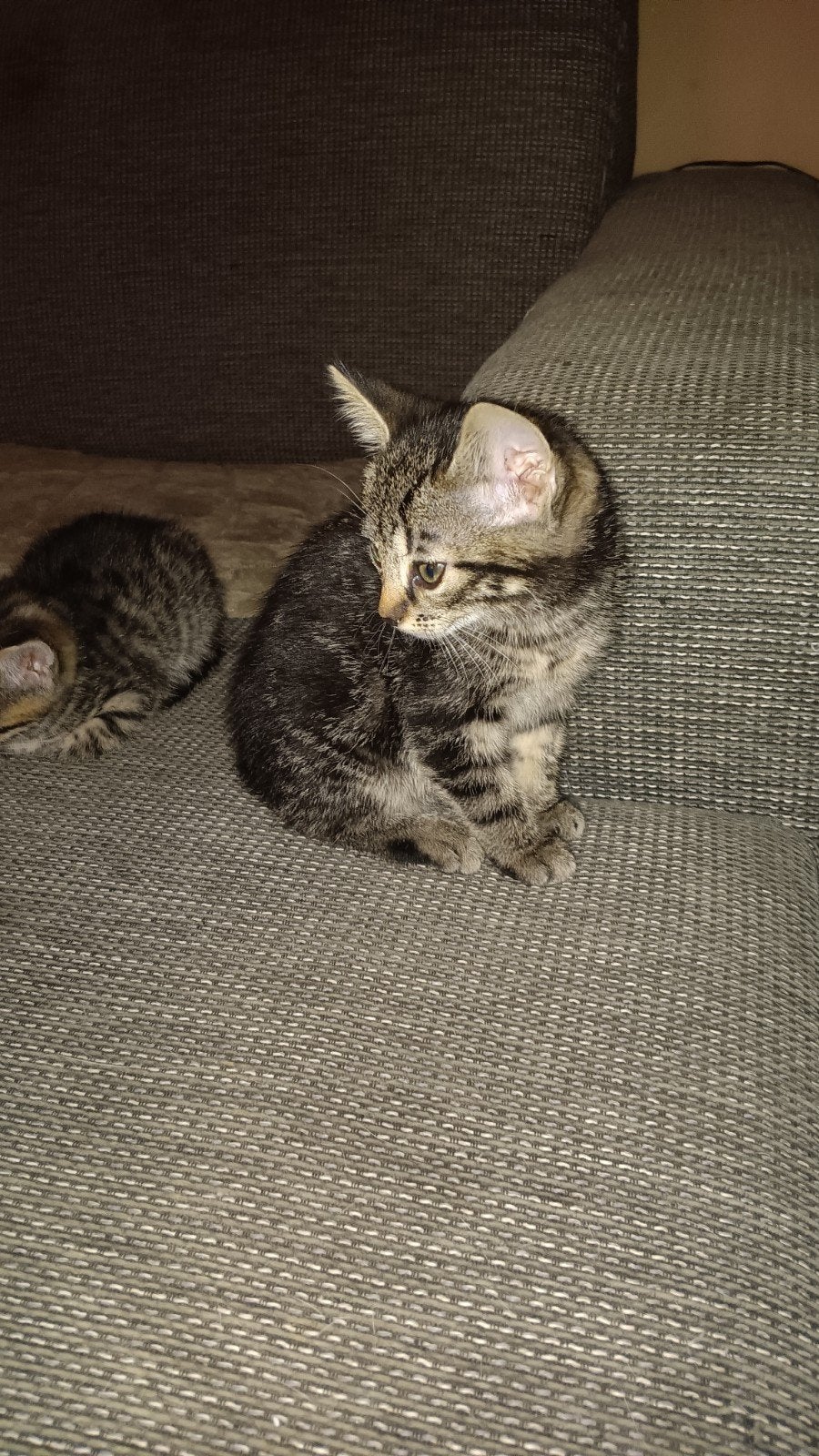 4 mooie kittens zoeken goud mandje  3vouwtje 1man, Meerdere dieren