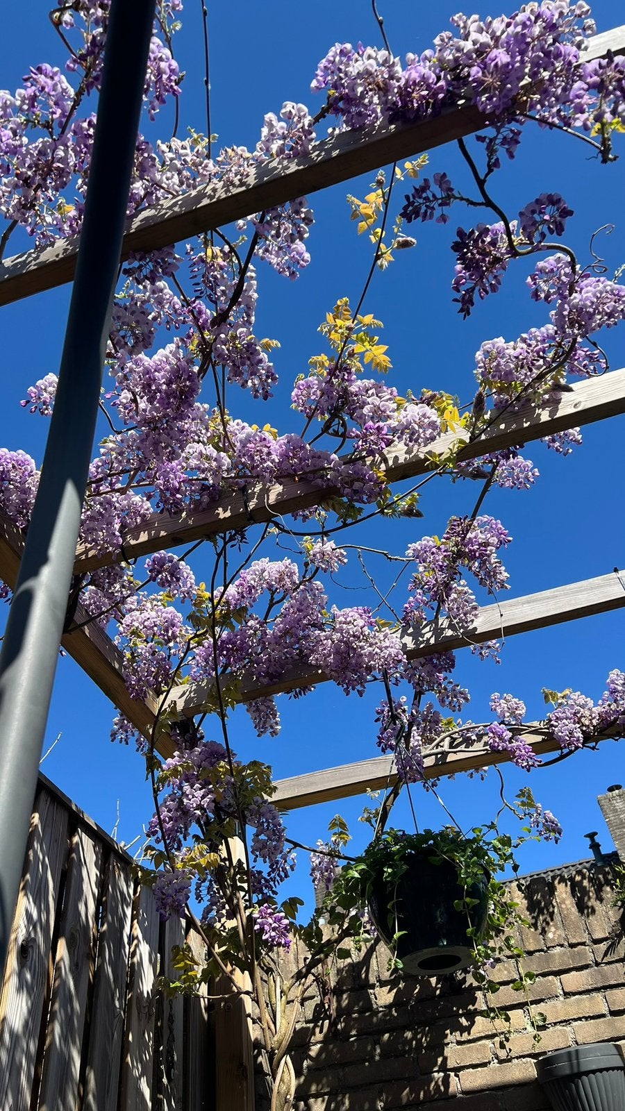 Boom, Tuin en Terras, Planten | Tuinplanten, Ophalen, Overige soorten, Volle zon
