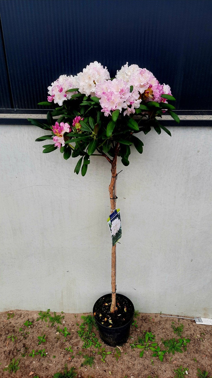Rhododendron 'Schneewolke 🌿🍁 ❗️1m stam❗️, Ophalen, Lente, Volle zon