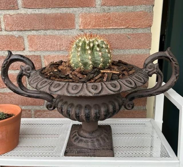 Prachtige Bolcactus in Gietijzeren Franse Oorvaas / Tuinvaas, Ophalen, Minder dan 100 cm, Volle zon, In pot