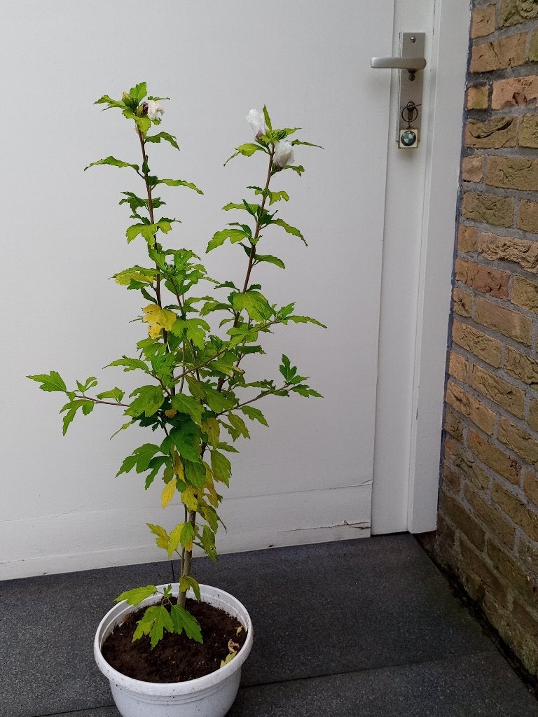 Hibiscus (wit met rood hartje), Ophalen, Overige soorten, Halfschaduw