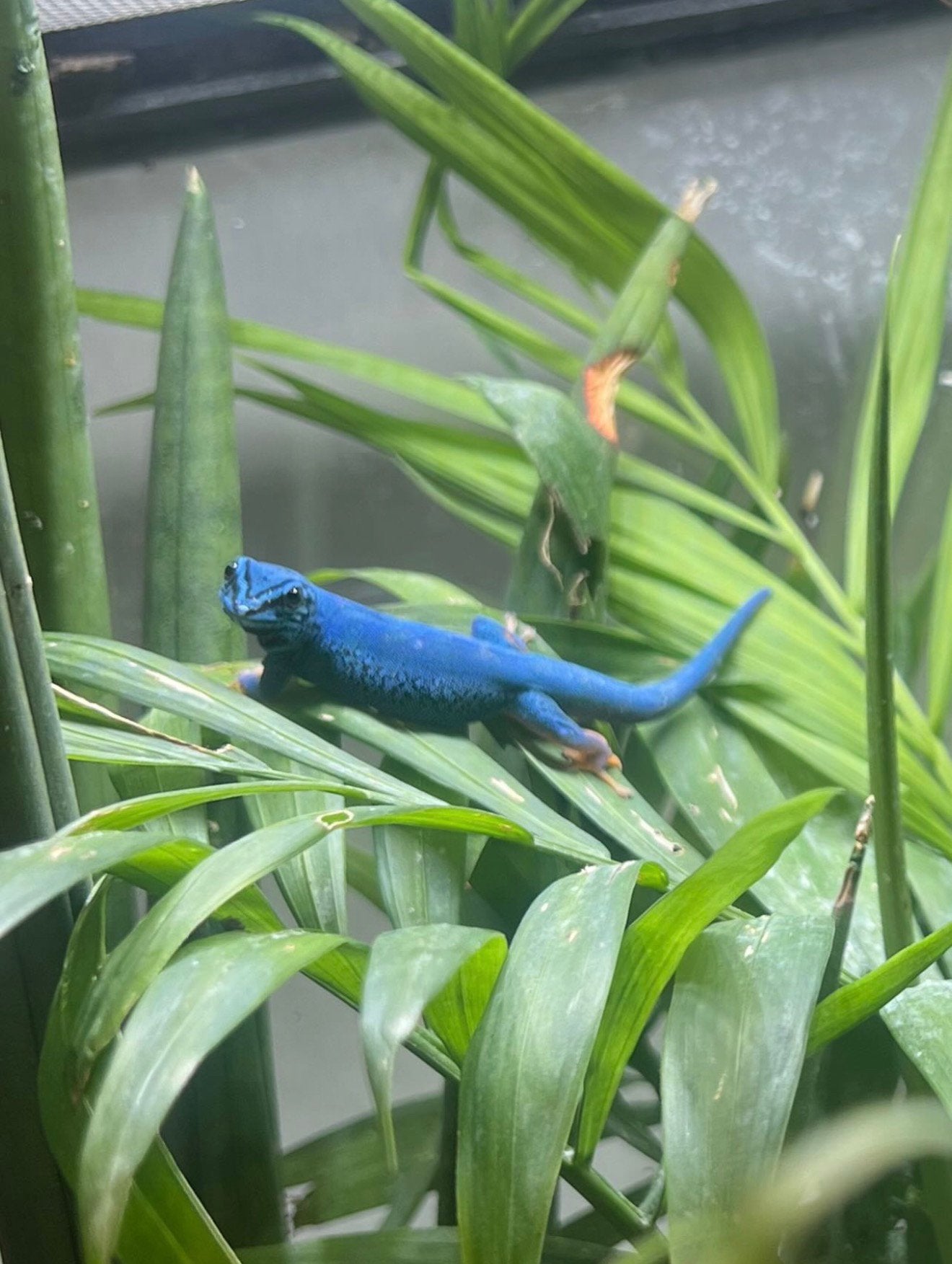 2.0 lygodactylus williamsi 2026, Slang, 0 tot 2 jaar
