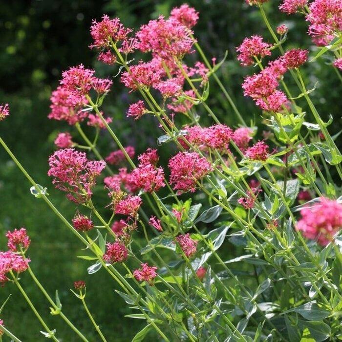Vaste planten Korenbloem, Acanthus, Hartgespan, Verbena ea, Ophalen, Vaste plant, Overige soorten, Halfschaduw