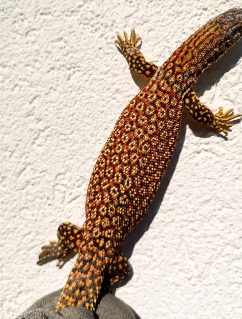 Varanus Acanthurus red ackie, Dieren en Toebehoren, Hagedis, 0 tot 2 jaar